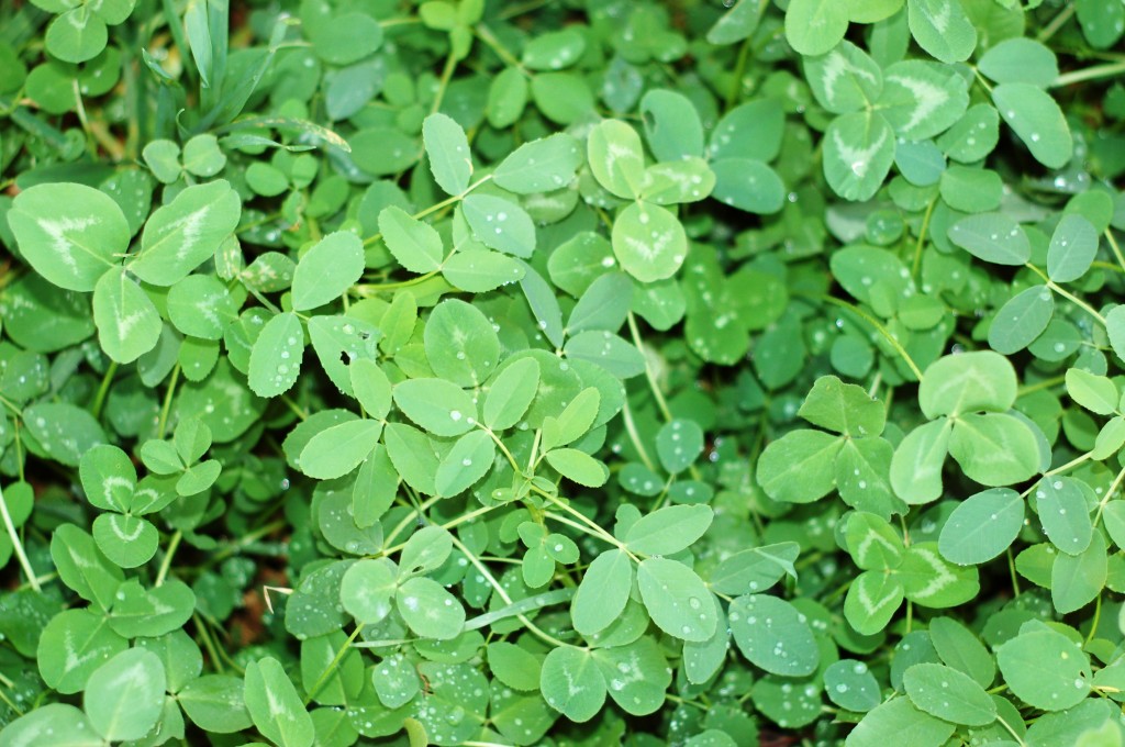 perennial-legumes-alfalfa-clover-king-s-agriseeds