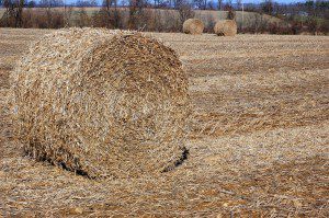 Round bales of soybean stubble