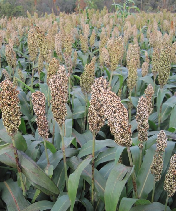 harvesting-bmr-forage-sorghum-king-s-agriseeds