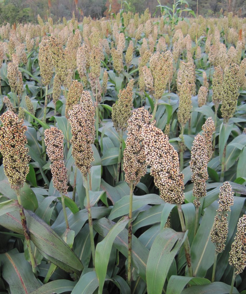 Harvesting BMR Forage Sorghum - King's AgriSeeds