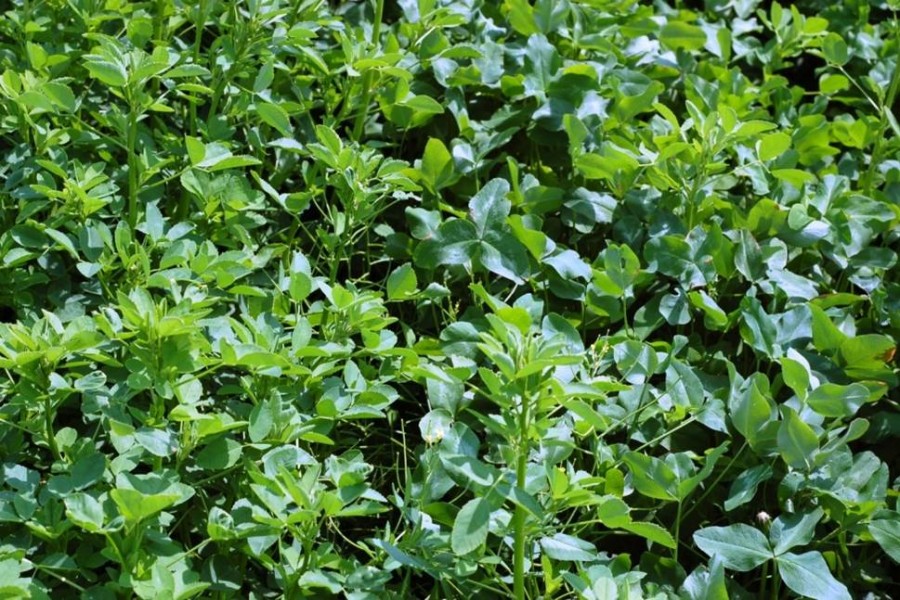 Premium clover mix king s agriseeds
