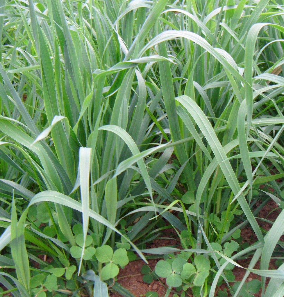 Cover Crops | Cover Crop Mixes and Individual Species | King's AgriSeed