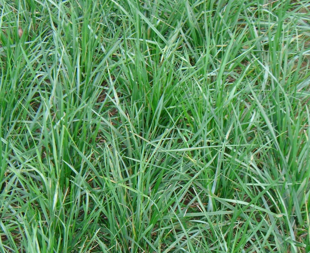 Cover Crop Seed Mixes & Individuals | Buy in Bulk