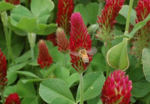 Crimson clover at full bloom, the stage at which we spread manure the first time around