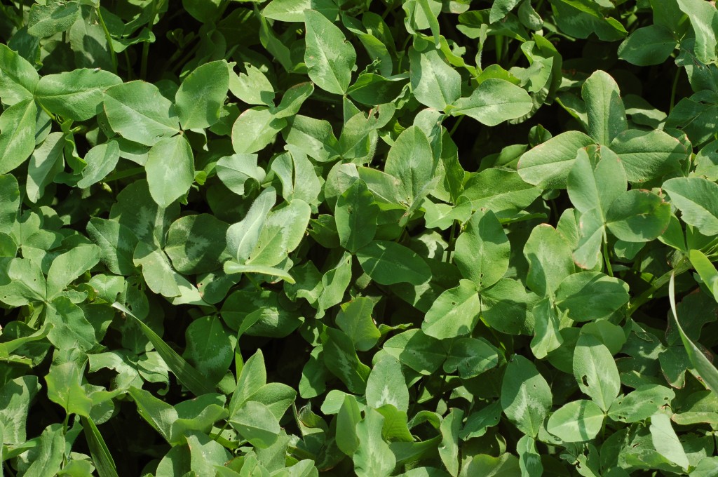Perennial Forage Mixtures Alfalfa and Clover King's Agriseed
