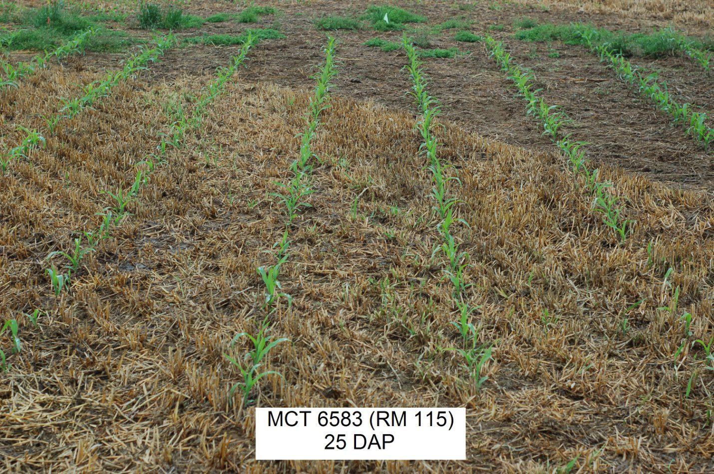 The HardWon Benefits of Notill King's AgriSeeds