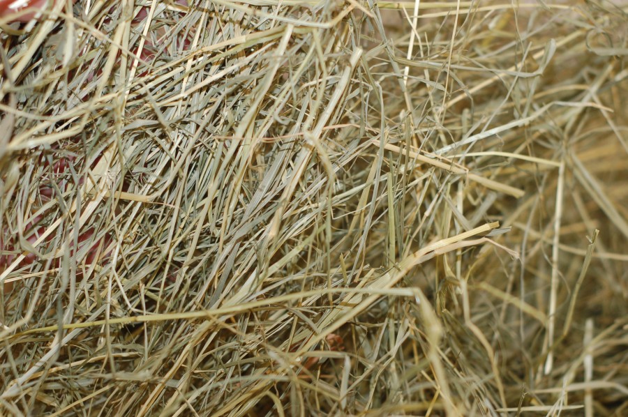 Hay and Haylage Quick Guide King's AgriSeeds