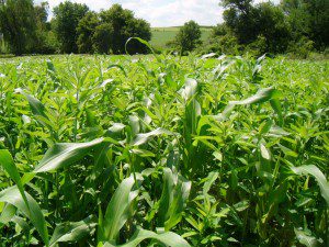 MasterGraze, cowpea and sunn hemp make an excellent weed-suppressing cover crop and a high-quality summer forage