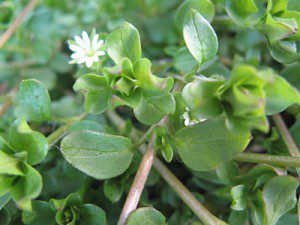 winter annual weeds - common chickweed