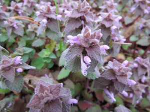 winter annual weeds - Purple deadnettle (Purdue)