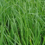 Organic Seed - All grass mix from King's AgriSeeds