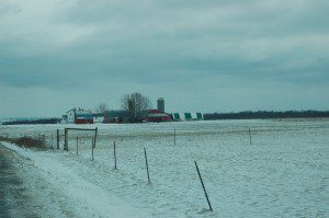 Winter pasture