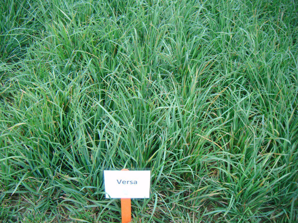 King's Versa Grass Mix, which contains 40% premium orchardgrass, for a total of 40%orchargrass