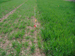 Late planted (left) and early planted (right) Trit-Oats