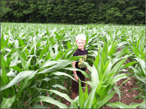 Eric Young (Agronomist at Miner Institute) snapped this photo of his son standing in a nice field of Masters Choice corn at the Miner. Miner Institute will evaluate the Masters Choice floury corn as they feed it to their herd later this fall/winter. 