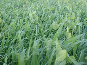 Spring triticale and peas