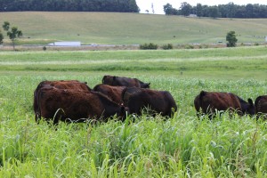 Beef grazing summer annuals