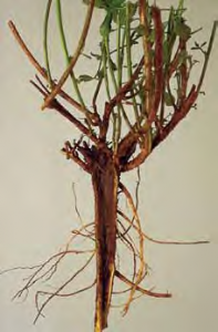 Dead alfalfa plant