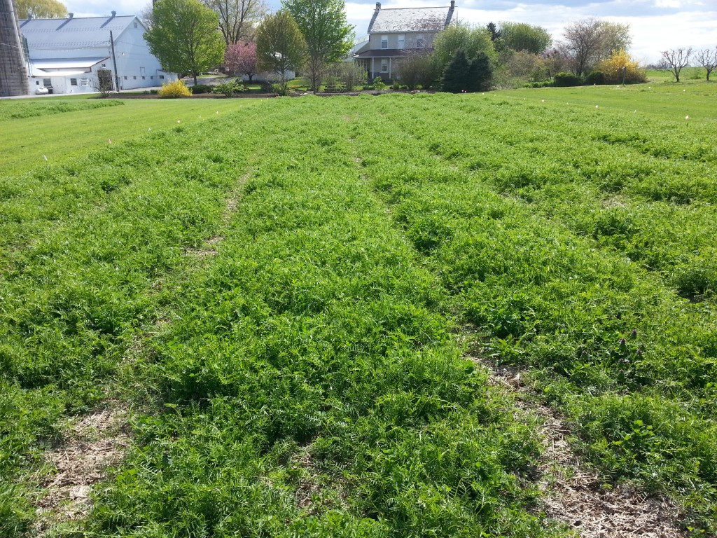 Hairy vetch and crimson clover cover crop before corn, slightly suppressed by early spring manure application 