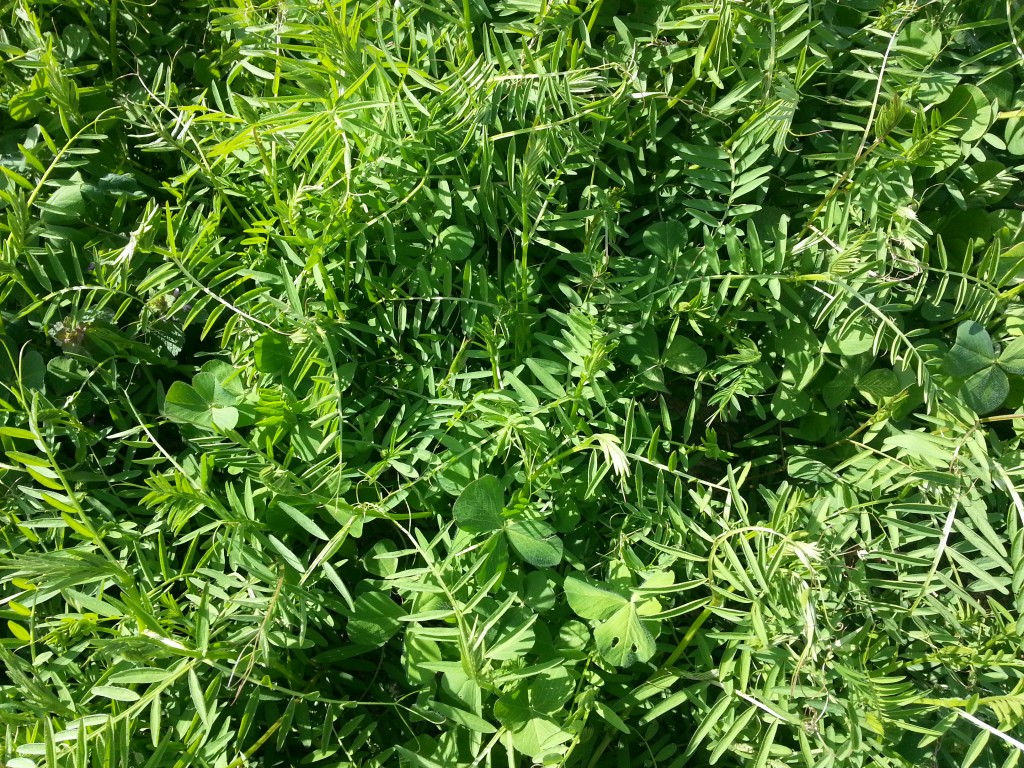 Hairy vetch and crimson clover cover crop for corn 