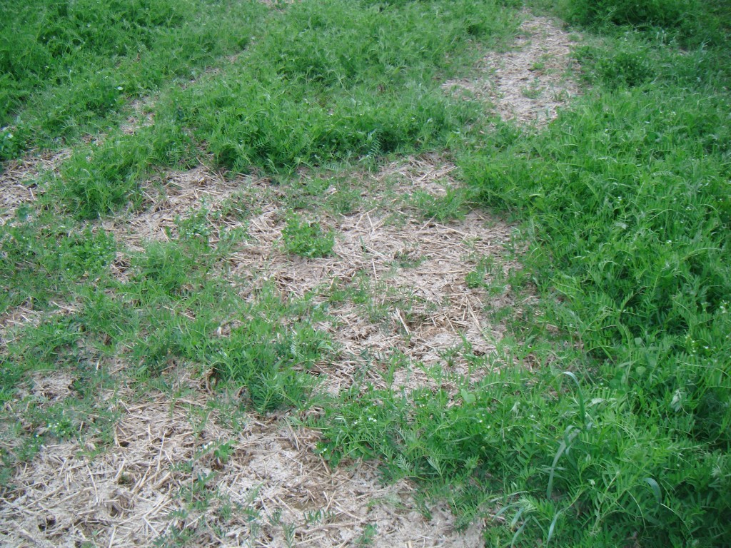 Manure spread on crimson clover-hairy vetch-oat residue early spring before corn