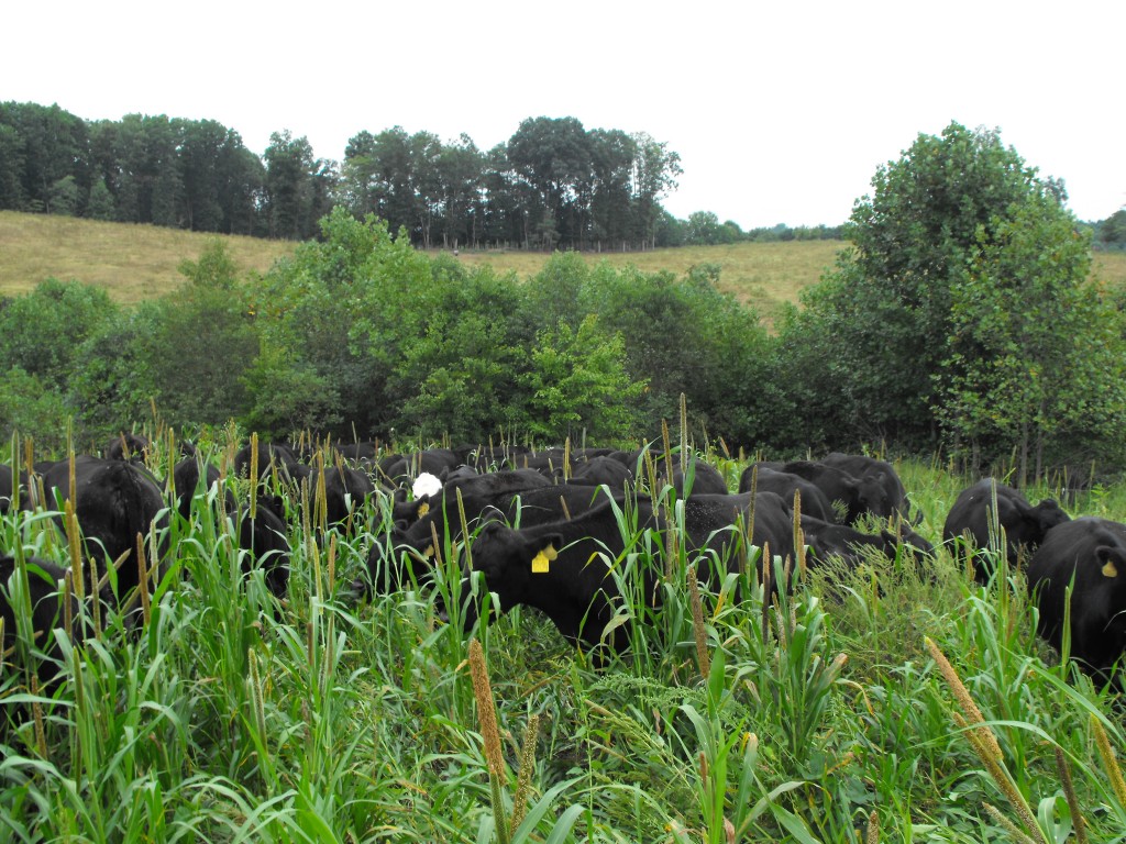 Summer Cover Crop Mixes can improve soil and often be used for grazing as well. 