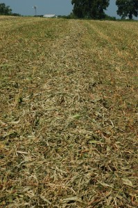 MasterGraze and cowpea mix drying in a wide windrow