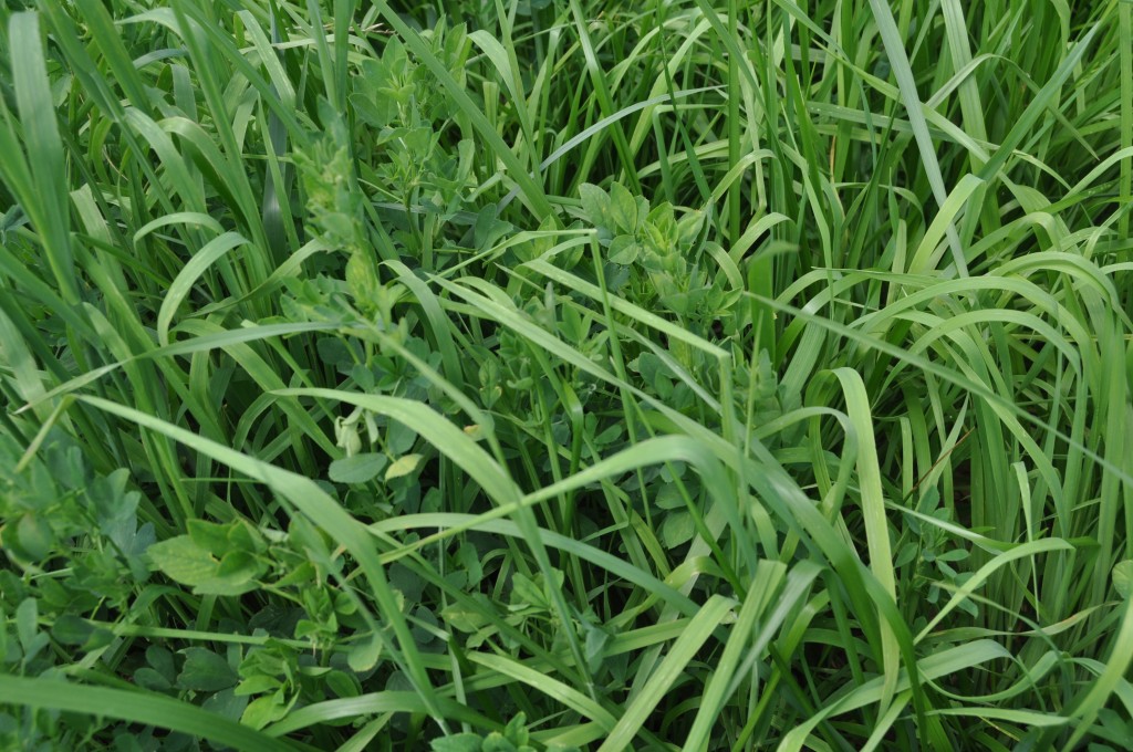KingFisher Alfalfa with Organic Partner Grass Mix