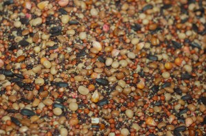The original Ray's Crazy Mix. Seed size diversity makes planting a challenge, and usually means that a prepared seedbed and careful depth adjustment is critical. As we start adding more species to a mix, we are likely to see less expression of every species, especially with more variation in seed size. 