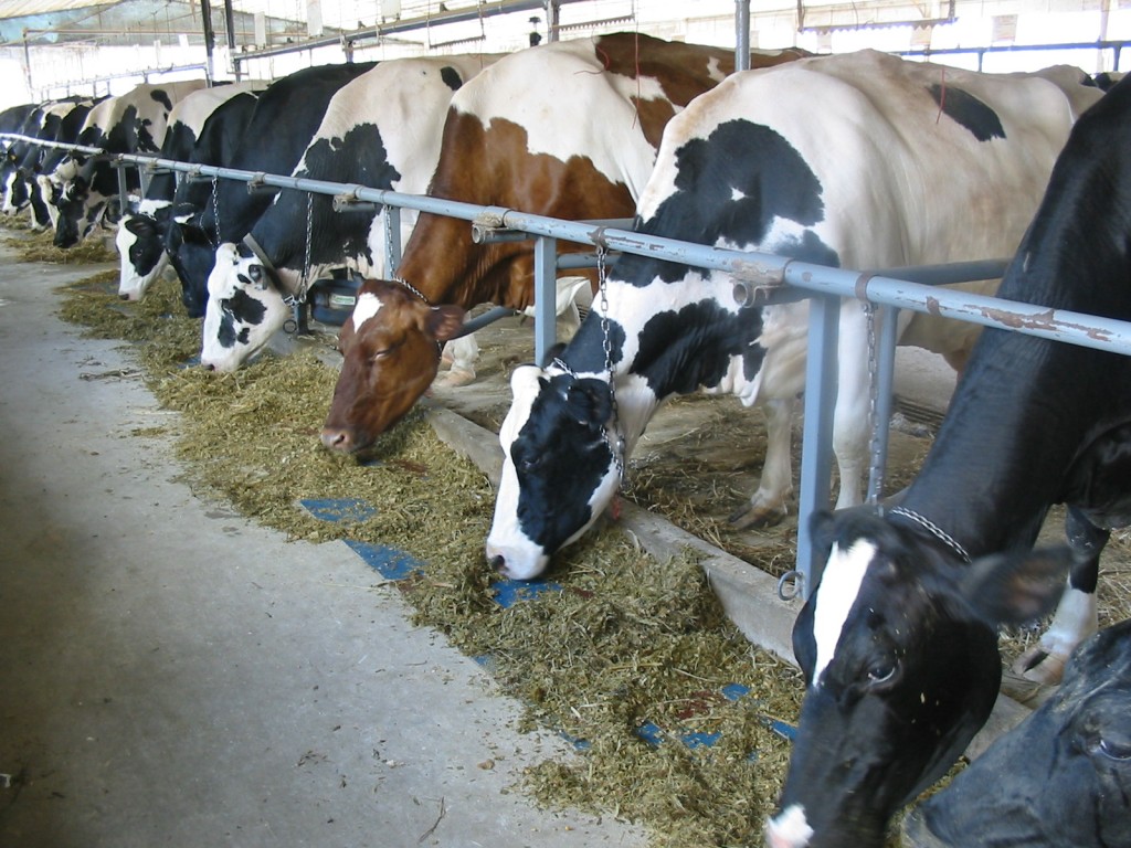 Cows feeding (11)