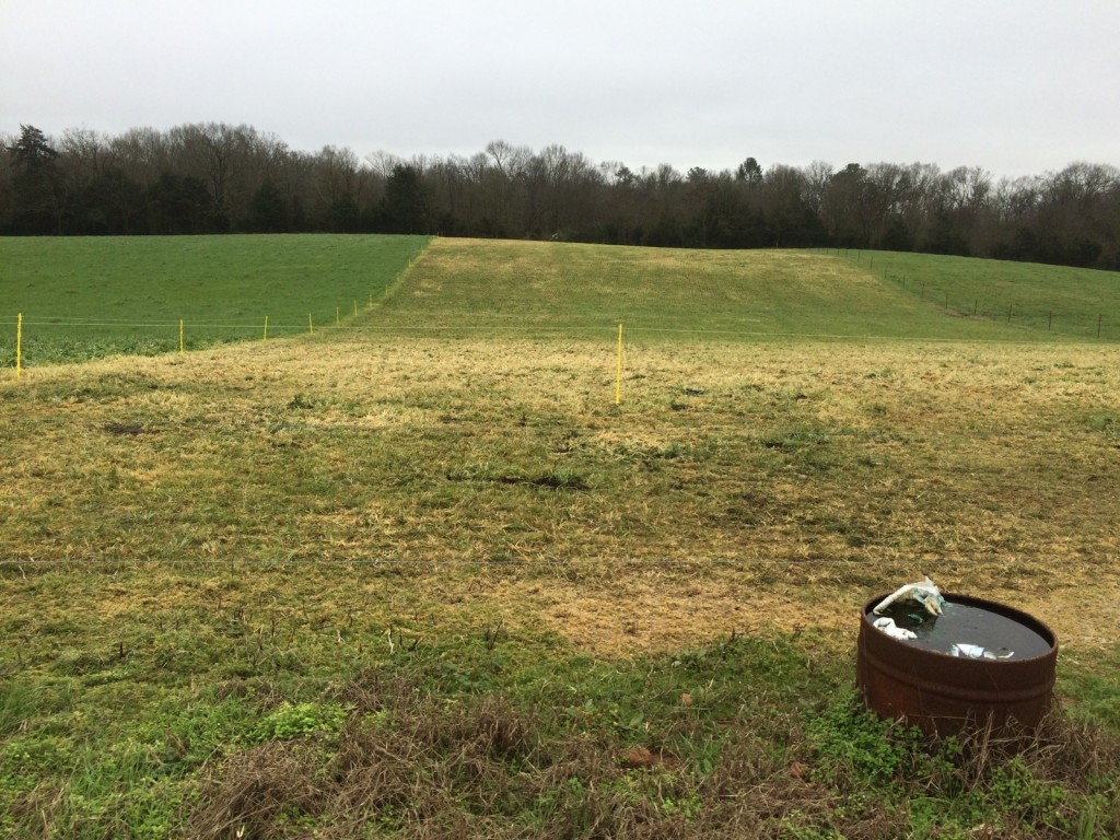 Damage from grazing heavily frosted Cosaque Winter Oats, Georgia