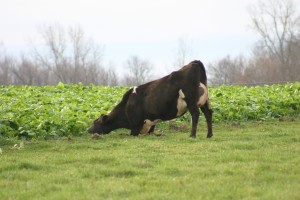 Cows Grazing Brassicas 9