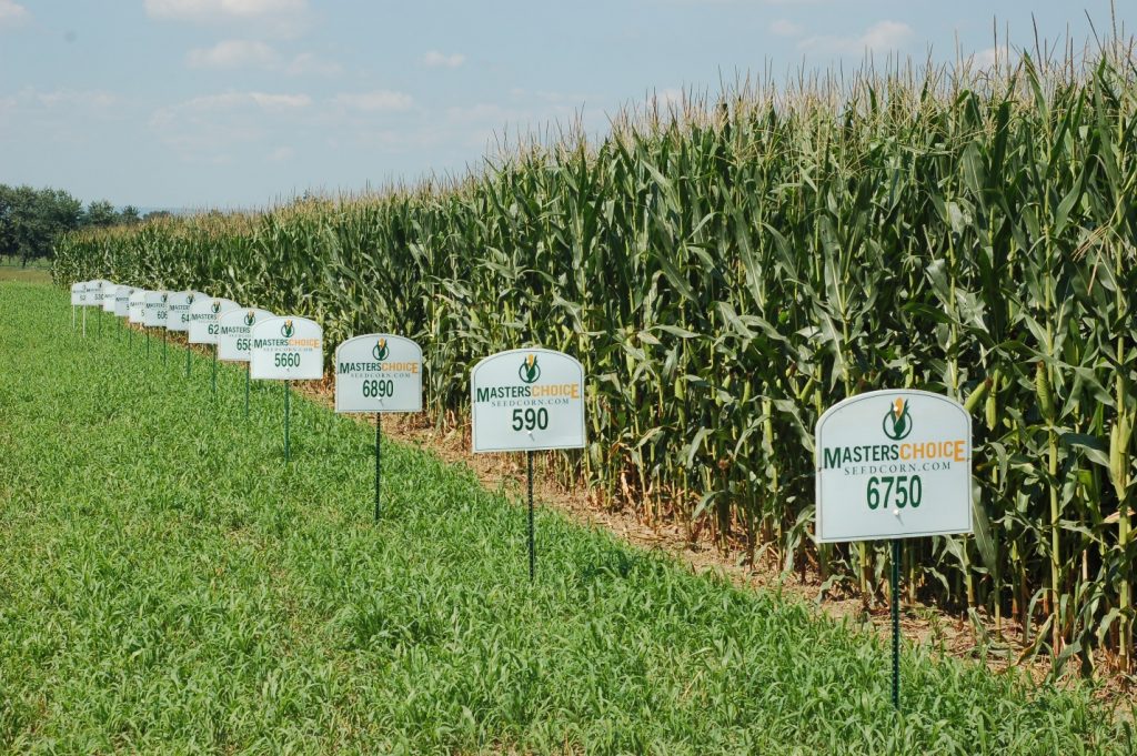 Abner S. corn plots