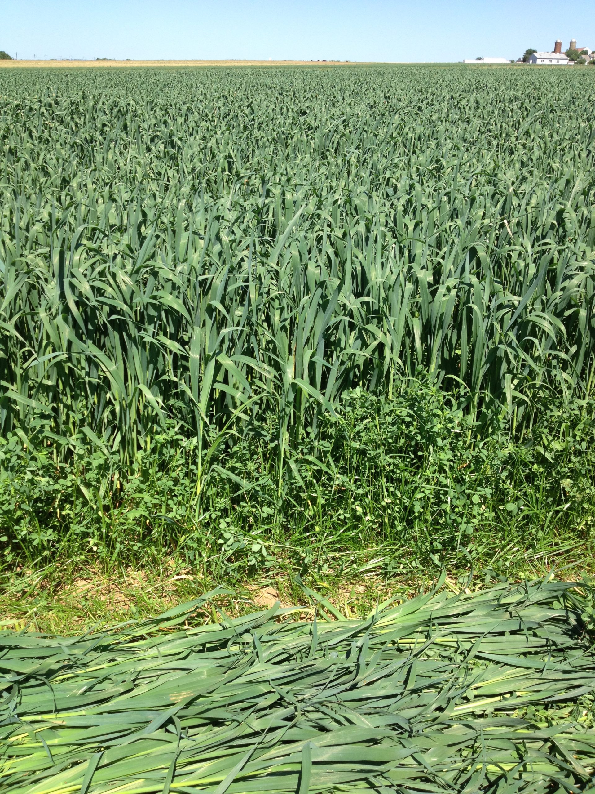 Are Nurse Crops Needed? Factors to Consider in Spring Cool Season Perennial Seedings