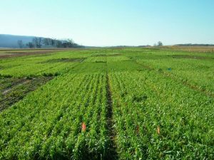 This is a research site in November 2011, approximately 3 months after cover crop planting. (Courtesy of Penn State Agriculture) 