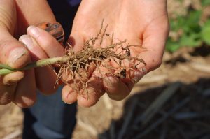 Nodules on soybean roots when you inoculate seeds