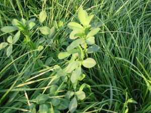Alfalfa and grass