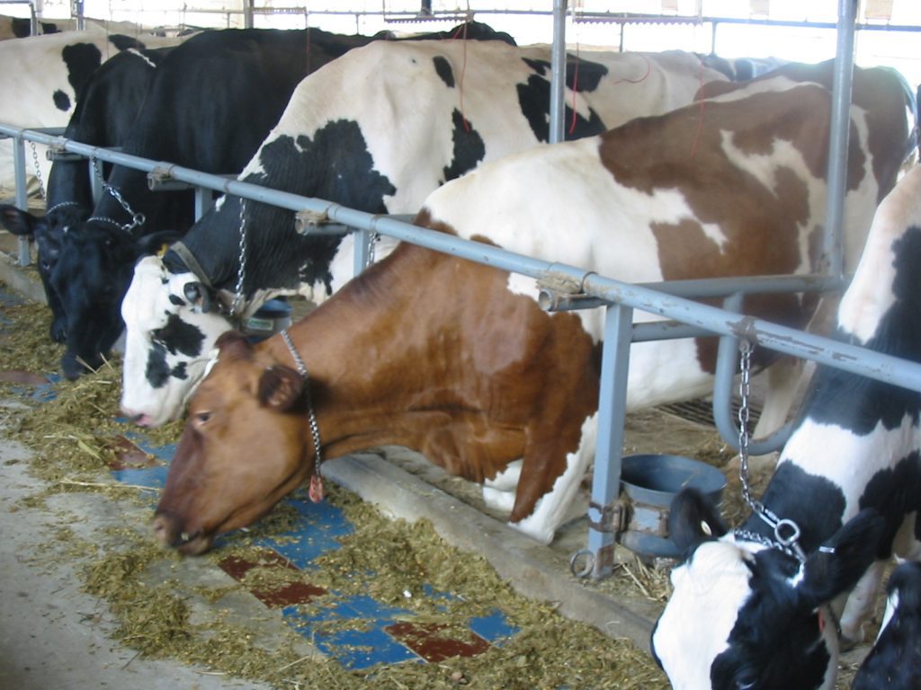 Cows feeding (19)