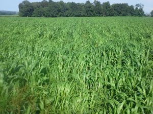 Sudangrass dominating in no-till planting - Spring Wood Farm