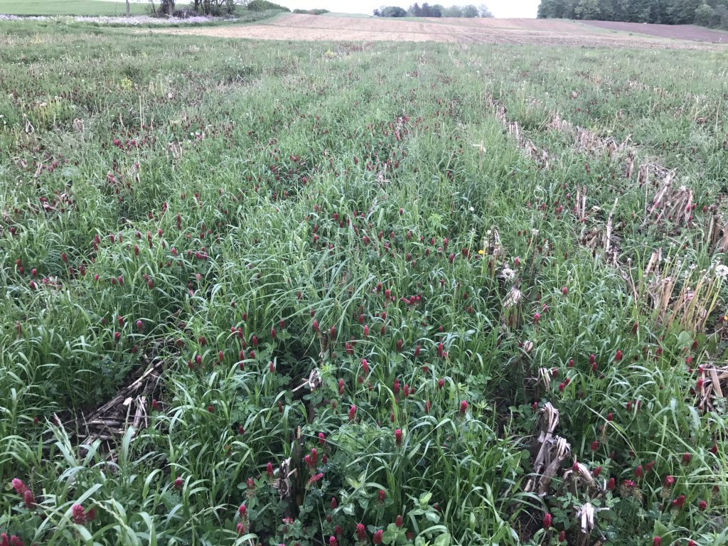 Crimson clover and annual ryegrass interseeded into corn