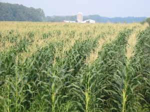 grazing corn varieties