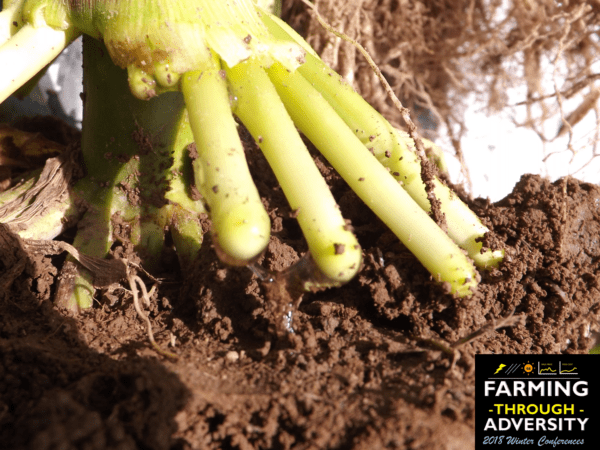The Importance Of Soil Profile To Farmers Kings AgriSeeds