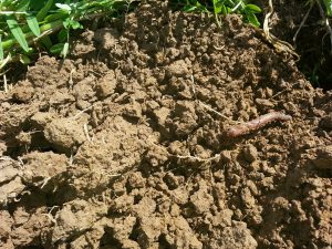 soil health | soil aggregation | King's AgriSeeds