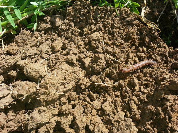 The Importance Of Soil Profile To Farmers Kings AgriSeeds