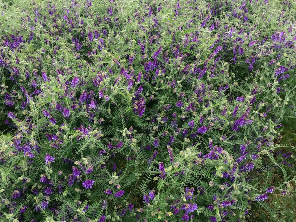 Hairy Vetch Au Merit Seeds King S Agriseeds