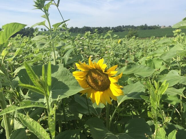 Summer solar cover crop in bloom