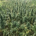 industrial hemp varieties - grain hemp varieties | King's Agriseeds