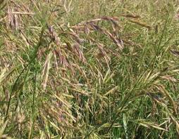Arsenal Meadow Brome - King's AgriSeeds