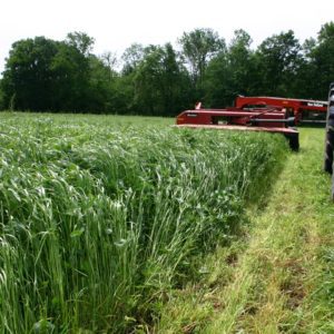 Perseus Festulolium Seeds for High Quality Forage | King's AgriSeeds