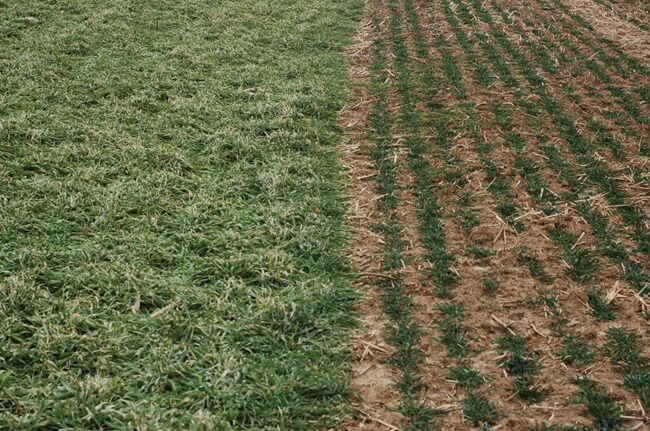 Soil contrast between barley and wheat crops